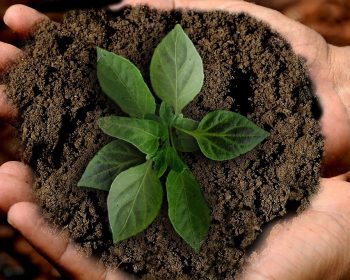 Earth Scion Leaf Sustainability