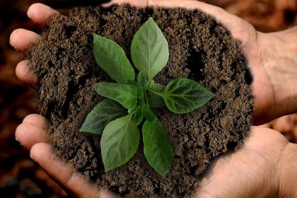 Earth Scion Leaf Sustainability