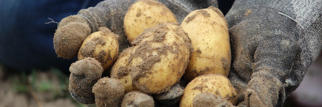 Bio Potato Field Earth Eat Nature  - Rupprich / Pixabay