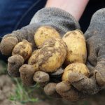 Bio Potato Field Earth Eat Nature  - Rupprich / Pixabay