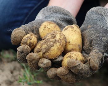 Bio Potato Field Earth Eat Nature  - Rupprich / Pixabay