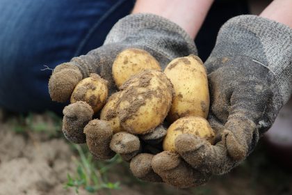 Bio Potato Field Earth Eat Nature - Rupprich / Pixabay