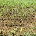 Plant Arable Field Agriculture  - viarami / Pixabay
