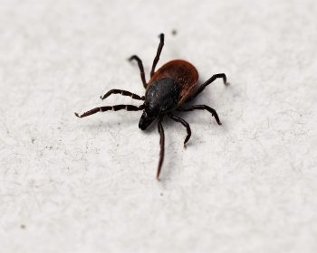 Ixodes Ricinus Tick Shield Tick  - Nature-Pix / Pixabay