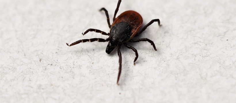 Ixodes Ricinus Tick Shield Tick  - Nature-Pix / Pixabay