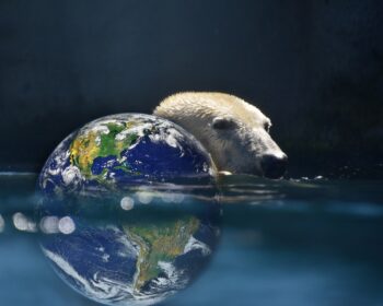 Polar Bear Planet Earth Bear Earth  - davidsenterprises / Pixabay