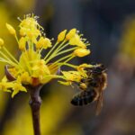 Corn Milk Bee Pollination Insect  - KIMDAEJEUNG / Pixabay