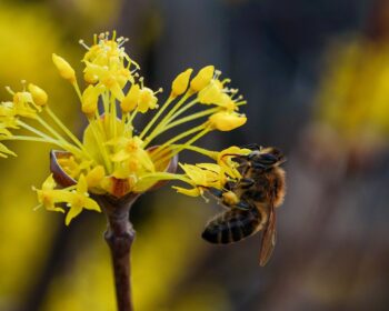 Corn Milk Bee Pollination Insect  - KIMDAEJEUNG / Pixabay