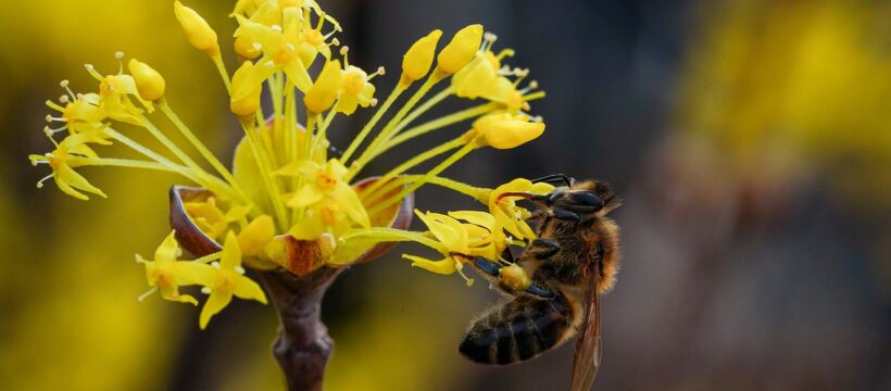 Corn Milk Bee Pollination Insect  - KIMDAEJEUNG / Pixabay