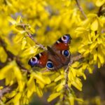 Peacock Butterfly Butterfly Insect  - Katee87 / Pixabay