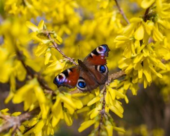 Peacock Butterfly Butterfly Insect  - Katee87 / Pixabay