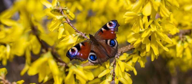 Peacock Butterfly Butterfly Insect  - Katee87 / Pixabay