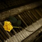piano, rose, yellow rose