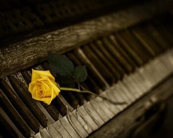 piano, rose, yellow rose