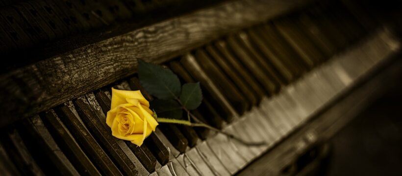 piano, rose, yellow rose