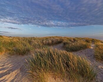 denmark, landscape, summer