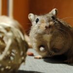 domestic animal, rodent, gerbil