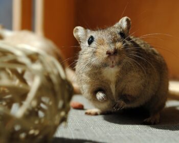 domestic animal, rodent, gerbil