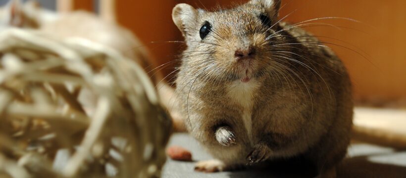domestic animal, rodent, gerbil