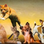 animals, dogs, cats