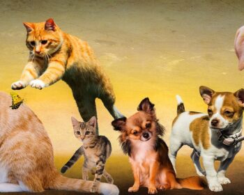animals, dogs, cats