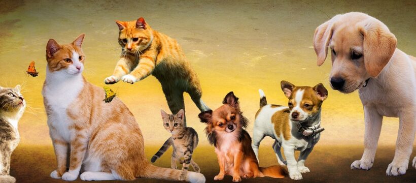 animals, dogs, cats