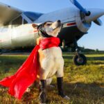 Akita Inu in superhero costume confidently poses beside a vintage propeller plane on a sunny day.