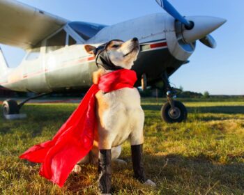 Akita Inu in superhero costume confidently poses beside a vintage propeller plane on a sunny day.