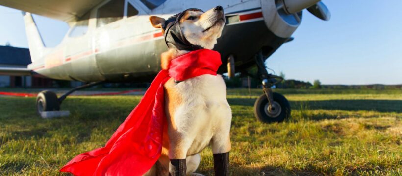 Akita Inu in superhero costume confidently poses beside a vintage propeller plane on a sunny day.