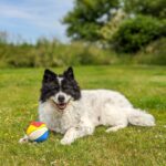 hund, dog, happy dog, dog toy, grass, colorful, animal, pet, elo dog, dog summer, summer, sun, lying dog, beautiful dog, dog tick, nature, playing dog, garden, dog garden