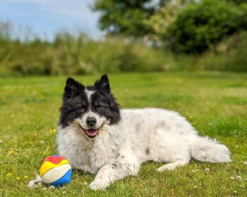 hund, dog, happy dog, dog toy, grass, colorful, animal, pet, elo dog, dog summer, summer, sun, lying dog, beautiful dog, dog tick, nature, playing dog, garden, dog garden