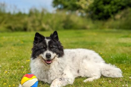 hund, dog, happy dog, dog toy, grass, colorful, animal, pet, elo dog, dog summer, summer, sun, lying dog, beautiful dog, dog tick, nature, playing dog, garden, dog garden
