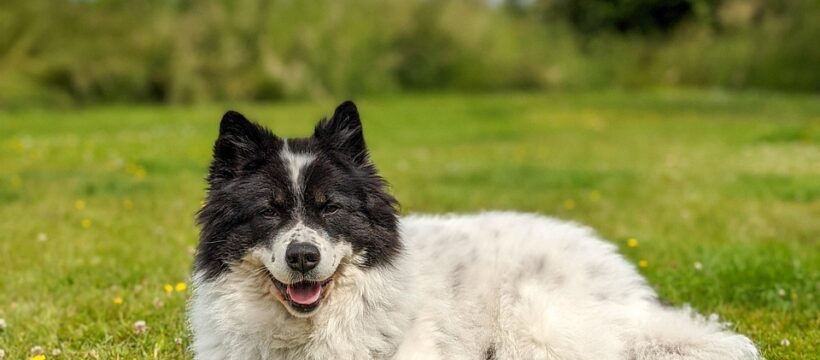 hund, dog, happy dog, dog toy, grass, colorful, animal, pet, elo dog, dog summer, summer, sun, lying dog, beautiful dog, dog tick, nature, playing dog, garden, dog garden