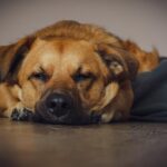 dog, puppy, canine, hund, animal, pet, asleep