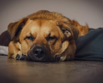 dog, puppy, canine, hund, animal, pet, asleep