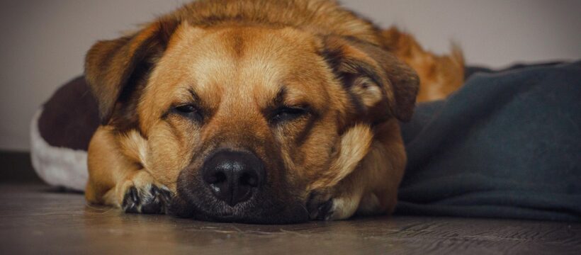 dog, puppy, canine, hund, animal, pet, asleep