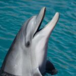 dolphin, sea, marine, nature, smart, animal
