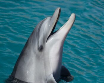 dolphin, sea, marine, nature, smart, animal