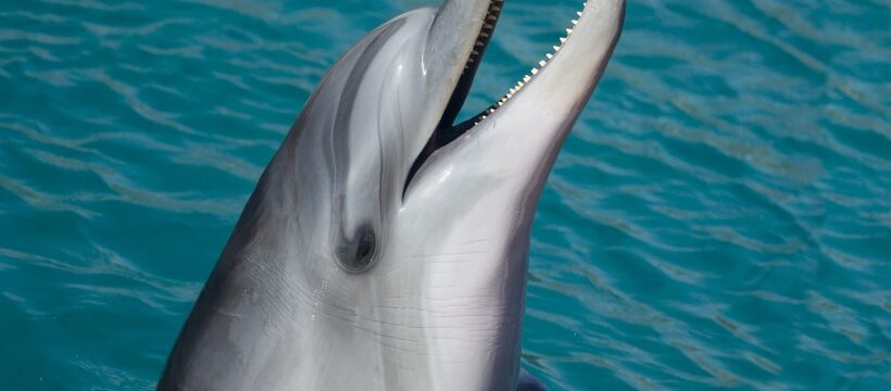 dolphin, sea, marine, nature, smart, animal