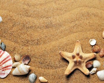 seashells, sand, full hd wallpaper, beach, windows wallpaper, free wallpaper, sea, laptop wallpaper, beautiful nature, nature wallpaper, coast, flat lay, hd wallpaper, cool backgrounds, background, 4k wallpaper 1920x1080, desktop backgrounds, wallpaper, beautiful wallpaper, wallpaper hd, nature background, mac wallpaper, free background, starfish, shells, wallpaper 4k, nature, shore, 4k wallpaper, seashore