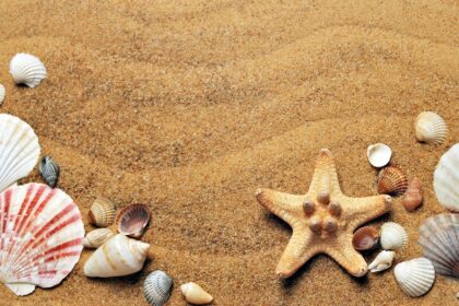 seashells, sand, full hd wallpaper, beach, windows wallpaper, free wallpaper, sea, laptop wallpaper, beautiful nature, nature wallpaper, coast, flat lay, hd wallpaper, cool backgrounds, background, 4k wallpaper 1920x1080, desktop backgrounds, wallpaper, beautiful wallpaper, wallpaper hd, nature background, mac wallpaper, free background, starfish, shells, wallpaper 4k, nature, shore, 4k wallpaper, seashore