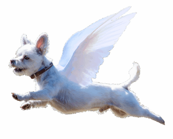 dog, angel, nature, wings, terrier, flying, funny, animal, sky, pet, super dog, jumping, cut-out, transparent background, cute