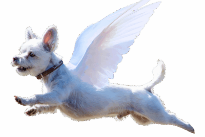 dog, angel, nature, wings, terrier, flying, funny, animal, sky, pet, super dog, jumping, cut-out, transparent background, cute