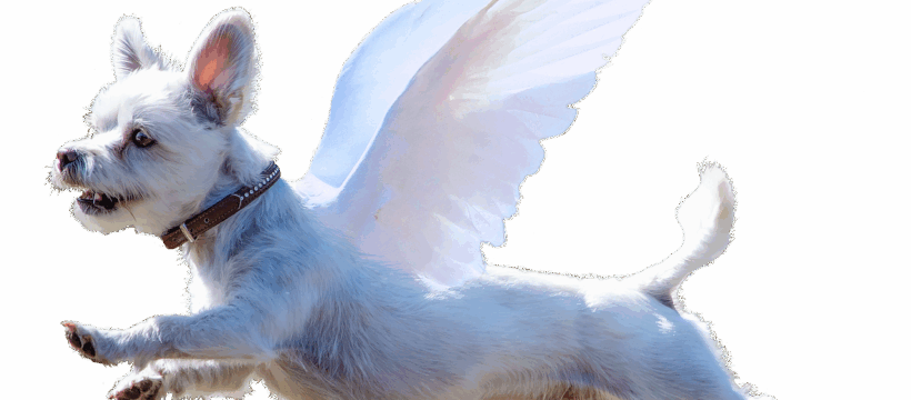 dog, angel, nature, wings, terrier, flying, funny, animal, sky, pet, super dog, jumping, cut-out, transparent background, cute