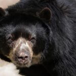 andean bear, spectacled bear, animal, mammal, wildlife, south america, short snout bear, predator, nature