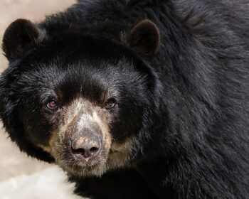 andean bear, spectacled bear, animal, mammal, wildlife, south america, short snout bear, predator, nature