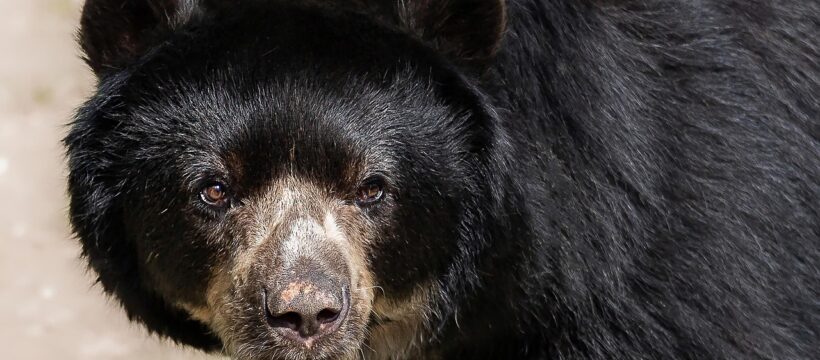 andean bear, spectacled bear, animal, mammal, wildlife, south america, short snout bear, predator, nature