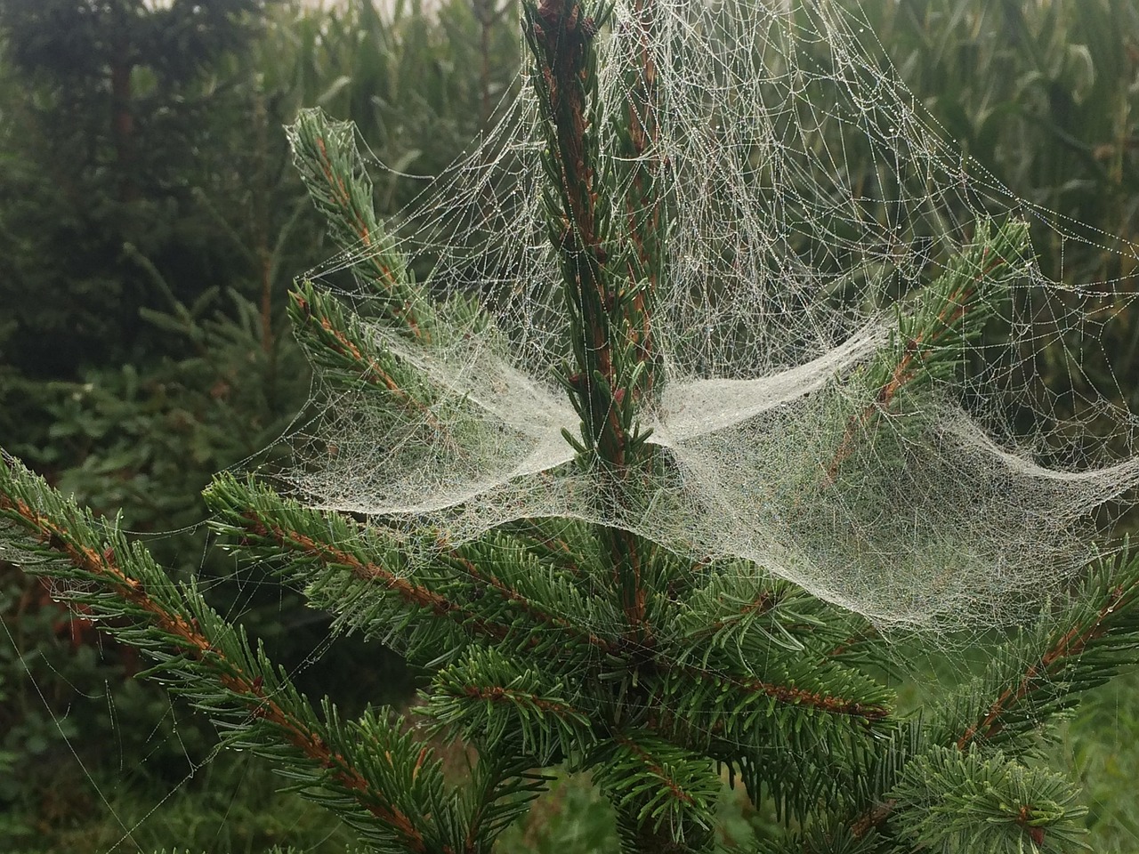 spider web, christmas tree