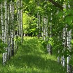 birke, bäume, birkenwald, natur, gras, wald, wald, wald, wald, wald, wald
