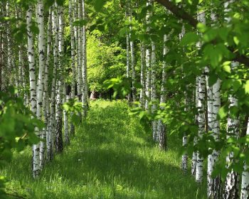 birke, bäume, birkenwald, natur, gras, wald, wald, wald, wald, wald, wald
